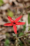 Fire Pink (Silene virginica) Growing at the base of a shaded ridge at the edge of a dense mixed hardwood/coniferous forest in NW Georgia (Gordon County), US.<br />
<br />
Fire Pinks (also known as Scarlet Catchflies), are colorful wildflowers within the Carnation family. The common name refers to the notched shape at the end of its petals. Interestingly, S. virginica also has a slightly pubescent and sticky stalk which may trap insects (thus the latter common name). <br />
<br />
Silene virginica populations are, unfortunately, dropping. It is considered threatened in Michigan and near endangered in Florida and Wisconsin. <br />
https://www.jungledragon.com/image/60059/fire_pink_silene_virginica.html Fire pink,Geotagged,Silene virginica,Spring,United States,Wildflowers,flower