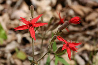 Fire Pink (Silene virginica) Growing at the base of a shaded ridge at the edge of a dense mixed hardwood/coniferous forest in NW Georgia (Gordon County), US.<br />
<br />
Fire Pinks (also known as Scarlet Catchflies), are colorful wildflowers within the Carnation family. The common name refers to the notched shape at the end of its petals. Interestingly, S. virginica also has a slightly pubescent and sticky stalk which may trap insects (thus the latter common name). <br />
<br />
Silene virginica populations are, unfortunately, dropping. It is considered threatened in Michigan and near endangered in Florida and Wisconsin. <br />
<br />
https://www.jungledragon.com/image/60058/fire_pink_silene_virginica.html Fire pink,Geotagged,Silene virginica,Spring,United States,flower,flowers,wildflower,wildflowers