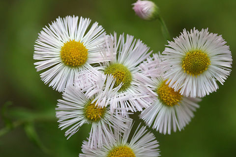Philadelphia Fleabane (Erigeron philadelphicus) Growing on a dirt road clearing in a dense mixed hardwood/coniferous forest in NW Georgia (Gordon County), US. 
https://www.jungledragon.com/image/60061/philadelphia_fleabane_erigeron_philadelphicus.html Erigeron philadelphicus,Geotagged,Philadelphia fleabane,Spring,United States