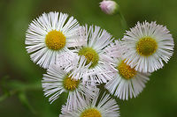 Philadelphia Fleabane (Erigeron philadelphicus) Growing on a dirt road clearing in a dense mixed hardwood/coniferous forest in NW Georgia (Gordon County), US. <br />
https://www.jungledragon.com/image/60061/philadelphia_fleabane_erigeron_philadelphicus.html Erigeron philadelphicus,Geotagged,Philadelphia fleabane,Spring,United States