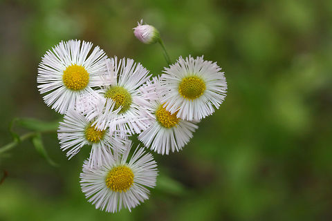 Philadelphia Fleabane (Erigeron philadelphicus) Growing on a dirt road clearing in a dense mixed hardwood/coniferous forest in NW Georgia (Gordon County), US.
https://www.jungledragon.com/image/60060/philadelphia_fleabane_erigeron_philadelphicus.html Erigeron philadelphicus,Geotagged,Philadelphia fleabane,Spring,United States