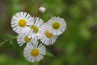Philadelphia Fleabane (Erigeron philadelphicus) Growing on a dirt road clearing in a dense mixed hardwood/coniferous forest in NW Georgia (Gordon County), US.<br />
https://www.jungledragon.com/image/60060/philadelphia_fleabane_erigeron_philadelphicus.html Erigeron philadelphicus,Geotagged,Philadelphia fleabane,Spring,United States