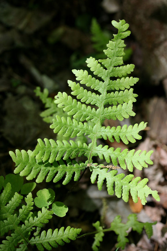 Broad Beech Fern (Phegopteris hexagonoptera) Growing near a seasonal stream in a dense mixed hardwood/coniferous forest in NW Georgia (Gordon County), US. Broad beech fern,Geotagged,Phegopteris hexagonoptera,Spring,United States,fern,ferns,phegopteris
