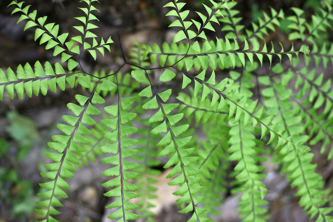 Northern Maidenhair Fern (Adiantum pedatum) At the base of a ridge in a dense mixed hardwood/coniferous forest in NW Georgia (Gordon County), US. Adiantum pedatum,Geotagged,Spring,United States,adiantum,fern,northern maidenhair fern