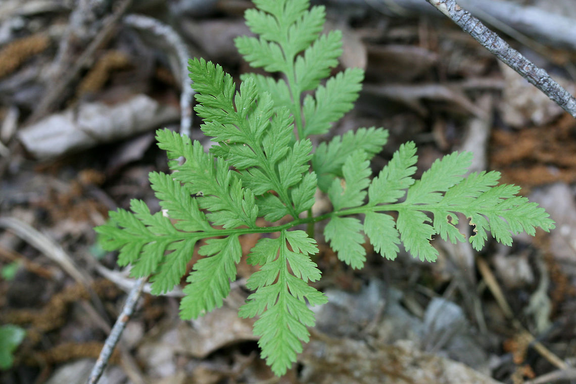 Rattlesnake Fern (Botrypus virginianus) At the edge of a dense mixed hardwood/coniferous forest in NW Georgia (Gordon County), US.<br />
<figure class="photo"><a href="https://www.jungledragon.com/image/60065/rattlesnake_fern_botrypus_virginianus.html" title="Rattlesnake Fern (Botrypus virginianus)"><img src="https://s3.amazonaws.com/media.jungledragon.com/images/3231/60065_thumb.JPG?AWSAccessKeyId=05GMT0V3GWVNE7GGM1R2&Expires=1759968010&Signature=UGOxjlM6D7UYcaEQsVVXhZuiJxY%3D" width="102" height="152" alt="Rattlesnake Fern (Botrypus virginianus) At the edge of a dense mixed hardwood/coniferous forest in NW Georgia (Gordon County), US.<br />
https://www.jungledragon.com/image/60064/rattlesnake_fern_botrypus_virginianus.html Botrypus virginianus,Geotagged,Spring,United States,virginianus" /></a></figure> Botrypus virginianus,Geotagged,Spring,United States,virginianus