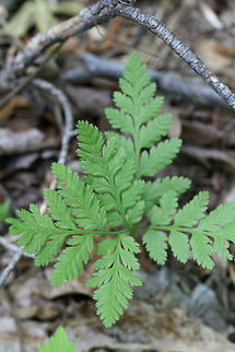 Rattlesnake Fern (Botrypus virginianus) At the edge of a dense mixed hardwood/coniferous forest in NW Georgia (Gordon County), US.
https://www.jungledragon.com/image/60064/rattlesnake_fern_botrypus_virginianus.html Botrypus virginianus,Geotagged,Spring,United States,virginianus