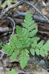 Rattlesnake Fern (Botrypus virginianus) At the edge of a dense mixed hardwood/coniferous forest in NW Georgia (Gordon County), US.<br />
https://www.jungledragon.com/image/60064/rattlesnake_fern_botrypus_virginianus.html Botrypus virginianus,Geotagged,Spring,United States,virginianus