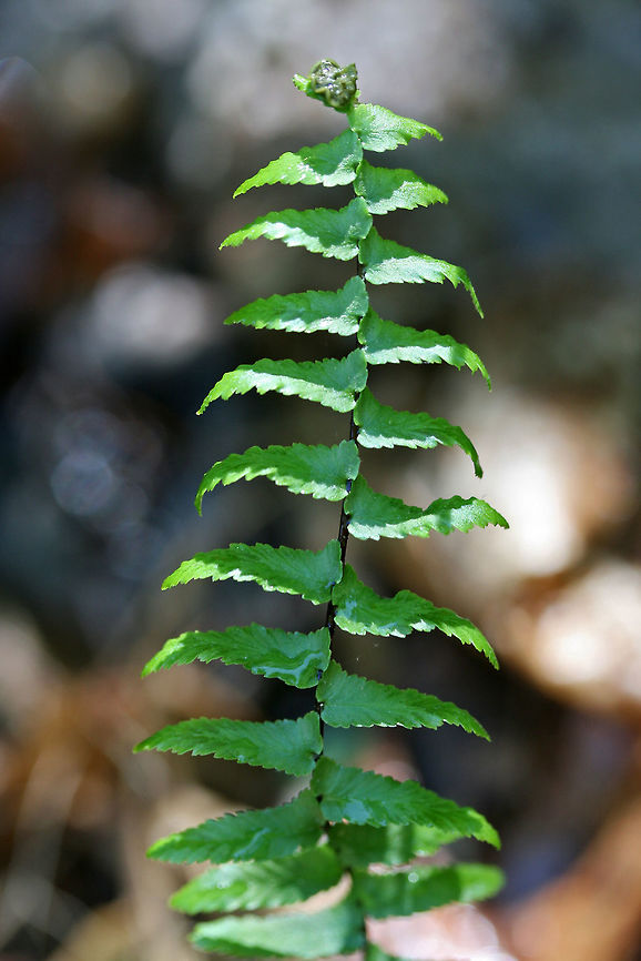 Ebony Spleenwort (Asplenium platyneuron) On a shaded hillside at the base of a ridge at the edge of a dense mixed hardwood/coniferous forest in NW Georgia (Gordon County), US.<br />
<figure class="photo"><a href="https://www.jungledragon.com/image/60067/ebony_spleenwort_asplenium_platyneuron.html" title="Ebony Spleenwort (Asplenium platyneuron)"><img src="https://s3.amazonaws.com/media.jungledragon.com/images/3231/60067_thumb.JPG?AWSAccessKeyId=05GMT0V3GWVNE7GGM1R2&Expires=1767225610&Signature=riwW5zZhCd6tNSndE%2Fgkb8Gh430%3D" width="102" height="152" alt="Ebony Spleenwort (Asplenium platyneuron) On a shaded hillside at the base of a ridge at the edge of a dense mixed hardwood/coniferous forest in NW Georgia (Gordon County), US.<br />
https://www.jungledragon.com/image/60066/ebony_spleenwort_asplenium_platyneuron.html Asplenium platyneuron,Ebony spleenwort,Geotagged,Spring,United States" /></a></figure> Asplenium platyneuron,Ebony spleenwort,Geotagged,Spring,United States