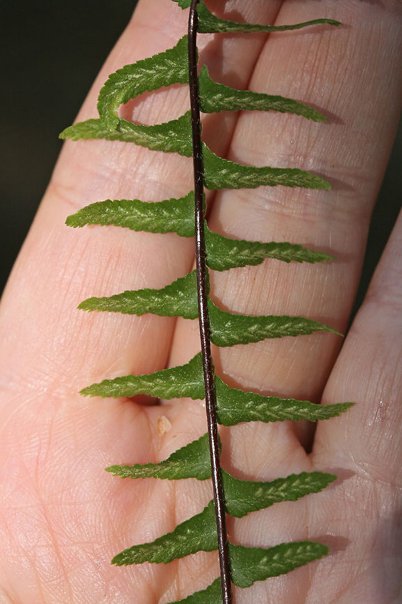 Ebony Spleenwort (Asplenium platyneuron) On a shaded hillside at the base of a ridge at the edge of a dense mixed hardwood/coniferous forest in NW Georgia (Gordon County), US.<br />
<figure class="photo"><a href="https://www.jungledragon.com/image/60066/ebony_spleenwort_asplenium_platyneuron.html" title="Ebony Spleenwort (Asplenium platyneuron)"><img src="https://s3.amazonaws.com/media.jungledragon.com/images/3231/60066_thumb.JPG?AWSAccessKeyId=05GMT0V3GWVNE7GGM1R2&Expires=1767225610&Signature=GKiLRfVs0P5suXFBvlW%2BeVBuwOc%3D" width="102" height="152" alt="Ebony Spleenwort (Asplenium platyneuron) On a shaded hillside at the base of a ridge at the edge of a dense mixed hardwood/coniferous forest in NW Georgia (Gordon County), US.<br />
https://www.jungledragon.com/image/60067/ebony_spleenwort_asplenium_platyneuron.html Asplenium platyneuron,Ebony spleenwort,Geotagged,Spring,United States" /></a></figure> Asplenium platyneuron,Ebony spleenwort,Geotagged,Spring,United States
