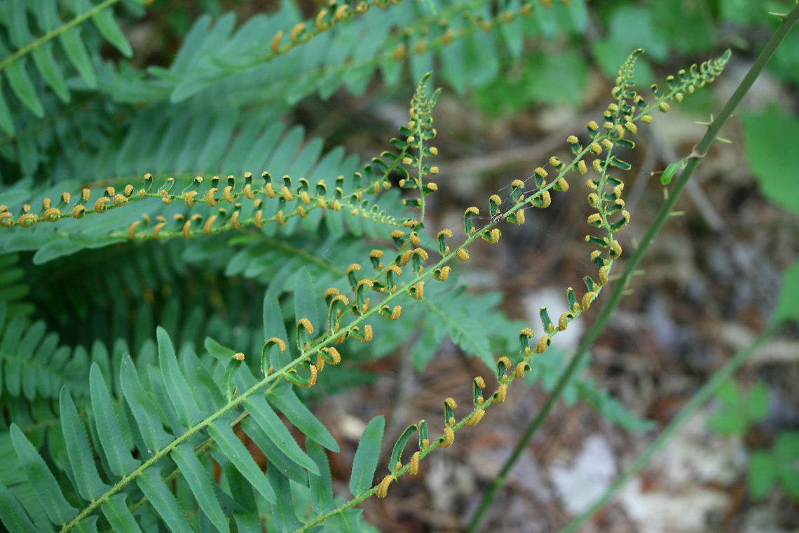 Christmas Fern (Polystichum acrostichoides) Growing in a moist, shaded valley in a dense mixed hardwood/coniferous forest in NW Georgia (Gordon County), US.<br />
<figure class="photo"><a href="https://www.jungledragon.com/image/60069/christmas_fern_polystichum_acrostichoides.html" title="Christmas Fern (Polystichum acrostichoides)"><img src="https://s3.amazonaws.com/media.jungledragon.com/images/3231/60069_thumb.JPG?AWSAccessKeyId=05GMT0V3GWVNE7GGM1R2&Expires=1763596810&Signature=06FsojYil1AqzU7Zp0FG5GHhi8w%3D" width="102" height="152" alt="Christmas Fern (Polystichum acrostichoides) Growing in a moist, shaded valley in a dense mixed hardwood/coniferous forest in NW Georgia (Gordon County), US.<br />
https://www.jungledragon.com/image/60068/christmas_fern_polystichum_acrostichoides.html<br />
https://www.jungledragon.com/image/60070/christmas_fern_polystichum_acrostichoides.html Geotagged,Polystichum acrostichoides,Spring,United States" /></a></figure><br />
<figure class="photo"><a href="https://www.jungledragon.com/image/60070/christmas_fern_polystichum_acrostichoides.html" title="Christmas Fern (Polystichum acrostichoides)"><img src="https://s3.amazonaws.com/media.jungledragon.com/images/3231/60070_thumb.JPG?AWSAccessKeyId=05GMT0V3GWVNE7GGM1R2&Expires=1763596810&Signature=S4O73j%2B38j0iWhLo1PI6Av5rZBU%3D" width="200" height="134" alt="Christmas Fern (Polystichum acrostichoides) Growing in a moist, shaded valley in a dense mixed hardwood/coniferous forest in NW Georgia (Gordon County), US.<br />
<br />
This photo gives a closeup of the sori, clusters of spore-producing sporangia. <br />
https://www.jungledragon.com/image/60068/christmas_fern_polystichum_acrostichoides.html<br />
https://www.jungledragon.com/image/60069/christmas_fern_polystichum_acrostichoides.html Geotagged,Polystichum acrostichoides,Spring,United States" /></a></figure> Geotagged,Polystichum acrostichoides,Spring,United States