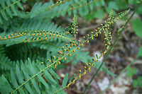 Christmas Fern (Polystichum acrostichoides) Growing in a moist, shaded valley in a dense mixed hardwood/coniferous forest in NW Georgia (Gordon County), US.<br />
https://www.jungledragon.com/image/60069/christmas_fern_polystichum_acrostichoides.html<br />
https://www.jungledragon.com/image/60070/christmas_fern_polystichum_acrostichoides.html Geotagged,Polystichum acrostichoides,Spring,United States