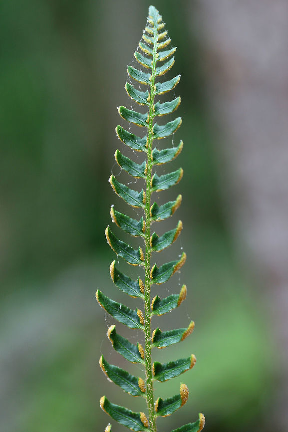 Christmas Fern (Polystichum acrostichoides) Growing in a moist, shaded valley in a dense mixed hardwood/coniferous forest in NW Georgia (Gordon County), US.<br />
<figure class="photo"><a href="https://www.jungledragon.com/image/60068/christmas_fern_polystichum_acrostichoides.html" title="Christmas Fern (Polystichum acrostichoides)"><img src="https://s3.amazonaws.com/media.jungledragon.com/images/3231/60068_thumb.JPG?AWSAccessKeyId=05GMT0V3GWVNE7GGM1R2&Expires=1770854410&Signature=uF7%2BdG90eD2xF3OiT5RemiU3MvI%3D" width="200" height="134" alt="Christmas Fern (Polystichum acrostichoides) Growing in a moist, shaded valley in a dense mixed hardwood/coniferous forest in NW Georgia (Gordon County), US.<br />
https://www.jungledragon.com/image/60069/christmas_fern_polystichum_acrostichoides.html<br />
https://www.jungledragon.com/image/60070/christmas_fern_polystichum_acrostichoides.html Geotagged,Polystichum acrostichoides,Spring,United States" /></a></figure><br />
<figure class="photo"><a href="https://www.jungledragon.com/image/60070/christmas_fern_polystichum_acrostichoides.html" title="Christmas Fern (Polystichum acrostichoides)"><img src="https://s3.amazonaws.com/media.jungledragon.com/images/3231/60070_thumb.JPG?AWSAccessKeyId=05GMT0V3GWVNE7GGM1R2&Expires=1770854410&Signature=lR5iBDLo%2B4TMnhYtMVUmmg2L5Qs%3D" width="200" height="134" alt="Christmas Fern (Polystichum acrostichoides) Growing in a moist, shaded valley in a dense mixed hardwood/coniferous forest in NW Georgia (Gordon County), US.<br />
<br />
This photo gives a closeup of the sori, clusters of spore-producing sporangia. <br />
https://www.jungledragon.com/image/60068/christmas_fern_polystichum_acrostichoides.html<br />
https://www.jungledragon.com/image/60069/christmas_fern_polystichum_acrostichoides.html Geotagged,Polystichum acrostichoides,Spring,United States" /></a></figure> Geotagged,Polystichum acrostichoides,Spring,United States