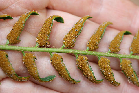Christmas Fern (Polystichum acrostichoides) Growing in a moist, shaded valley in a dense mixed hardwood/coniferous forest in NW Georgia (Gordon County), US.

This photo gives a closeup of the sori, clusters of spore-producing sporangia. 
https://www.jungledragon.com/image/60068/christmas_fern_polystichum_acrostichoides.html
https://www.jungledragon.com/image/60069/christmas_fern_polystichum_acrostichoides.html Geotagged,Polystichum acrostichoides,Spring,United States