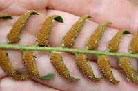 Christmas Fern (Polystichum acrostichoides) Growing in a moist, shaded valley in a dense mixed hardwood/coniferous forest in NW Georgia (Gordon County), US.<br />
<br />
This photo gives a closeup of the sori, clusters of spore-producing sporangia. <br />
https://www.jungledragon.com/image/60068/christmas_fern_polystichum_acrostichoides.html<br />
https://www.jungledragon.com/image/60069/christmas_fern_polystichum_acrostichoides.html Geotagged,Polystichum acrostichoides,Spring,United States
