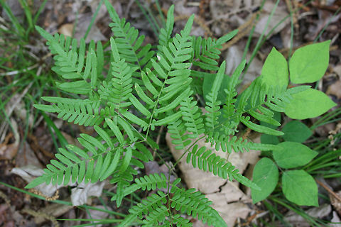 Common Bracken (Pteridium aquilinum) Growing near a clearing in a densely forested area by a lake in Northwest Georgia (Cobb County), US. Geotagged,Pteridium aquilinum,Spring,United States