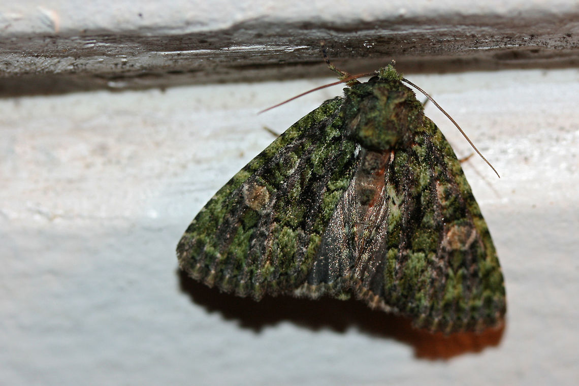 Spotted Phosphila Moth (Phosphila miselioides) At porch lights near a meadowy back yard habitat in NW Georgia (Gordon County), US. <br />
<br />
*My apologies for not having the best quality photo! Geotagged,Moth Week 2018,Phosphila miselioides,Spring,United States,insect,insecta,lepidoptera,moth,phosphila,spotted phosphila moth
