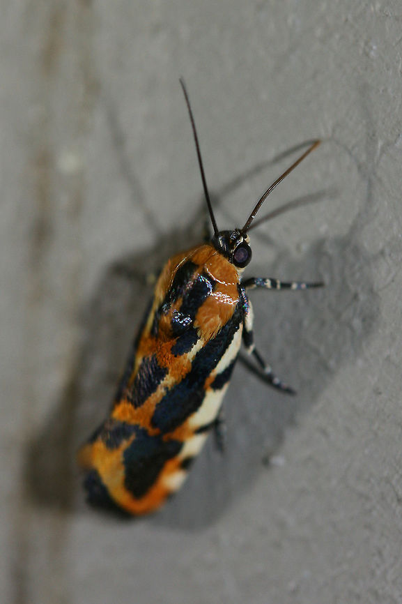 Common Spragueia Moth (Spragueia leo) 15 mm orange and black Noctuid moth at porch lights near front yard (open field). Surrounded by mixed hardwoods/loblolly pines.<br />
<br />
Notes:<br />
Larvae feed on Convolvulus (morning glory) species. Geotagged,Moth Week 2018,Spragueia leo,Summer,United States,moth,moths