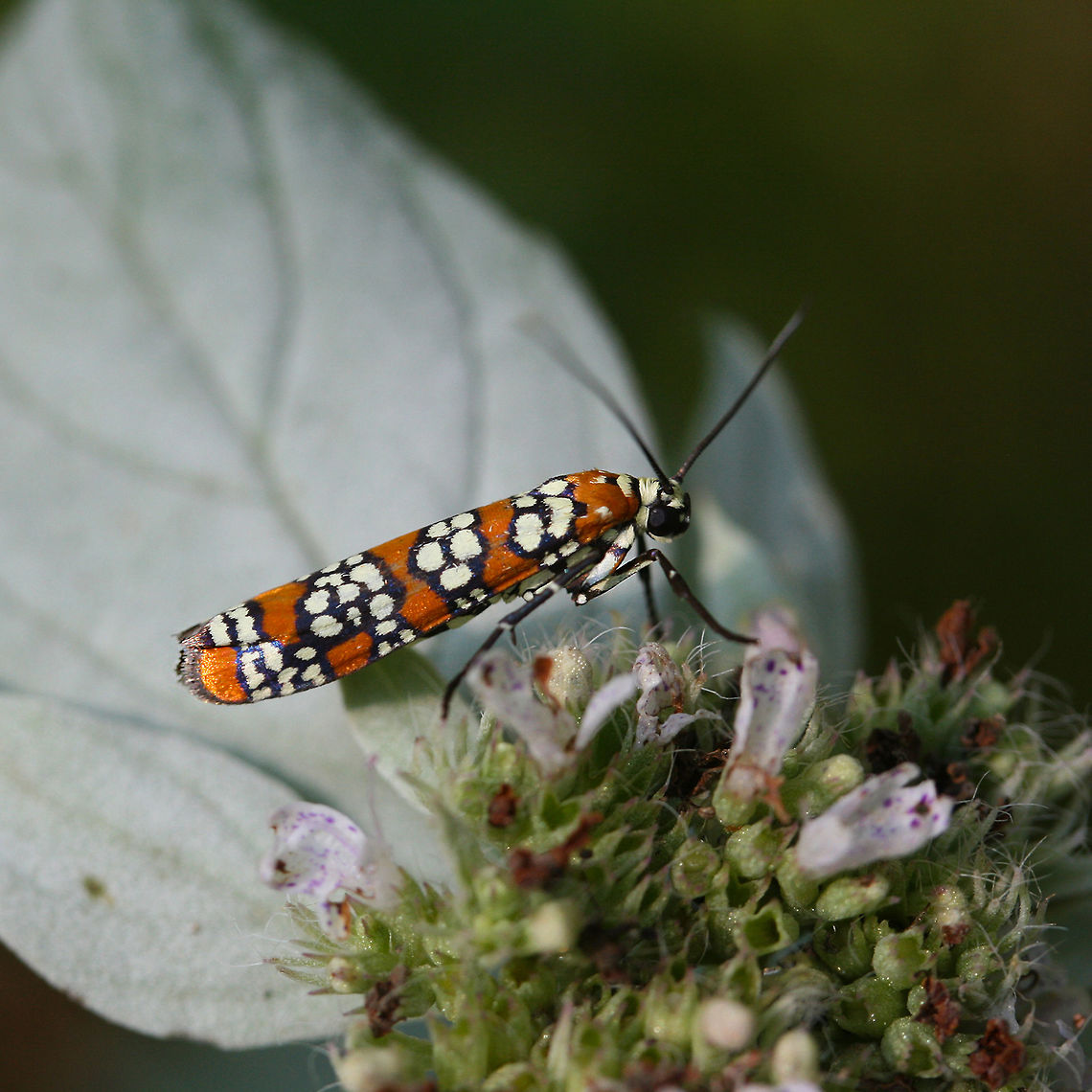 Ailanthus Webworm Moth (Atteva aurea) Two small orange, black, and white ermine moths.<br />
<br />
Habitat:<br />
Meadowy clearing at the edge of dense mixed hardwood forest. Resting on Hoary Mountain Mint.<br />
<figure class="photo"><a href="https://www.jungledragon.com/image/60108/ailanthus_webworm_moths_atteva_aurea.html" title="Ailanthus Webworm Moths (Atteva aurea)"><img src="https://s3.amazonaws.com/media.jungledragon.com/images/3231/60108_thumb.JPG?AWSAccessKeyId=05GMT0V3GWVNE7GGM1R2&Expires=1767225610&Signature=4yj7XN3HsN3vdtujChfurmD56qo%3D" width="200" height="134" alt="Ailanthus Webworm Moths (Atteva aurea) Two small orange, black, and white ermine moths.<br />
<br />
Habitat:<br />
Meadowy clearing at the edge of dense mixed hardwood forest. Resting on Hoary Mountain Mint.<br />
https://www.jungledragon.com/image/60107/ailanthus_webworm_moth_atteva_aurea.html Ailanthus webworm,Atteva aurea,Geotagged,Summer,United States" /></a></figure> Ailanthus webworm,Atteva aurea,Geotagged,Summer,United States,moth,moth week,moth week 2018,moths