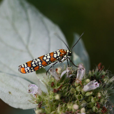 Ailanthus Webworm Moth (Atteva aurea) Two small orange, black, and white ermine moths.

Habitat:
Meadowy clearing at the edge of dense mixed hardwood forest. Resting on Hoary Mountain Mint.
https://www.jungledragon.com/image/60108/ailanthus_webworm_moths_atteva_aurea.html Ailanthus webworm,Atteva aurea,Geotagged,Summer,United States,moth,moth week,moth week 2018,moths