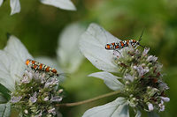 Ailanthus Webworm Moths (Atteva aurea) Two small orange, black, and white ermine moths.<br />
<br />
Habitat:<br />
Meadowy clearing at the edge of dense mixed hardwood forest. Resting on Hoary Mountain Mint.<br />
https://www.jungledragon.com/image/60107/ailanthus_webworm_moth_atteva_aurea.html Ailanthus webworm,Atteva aurea,Geotagged,Summer,United States