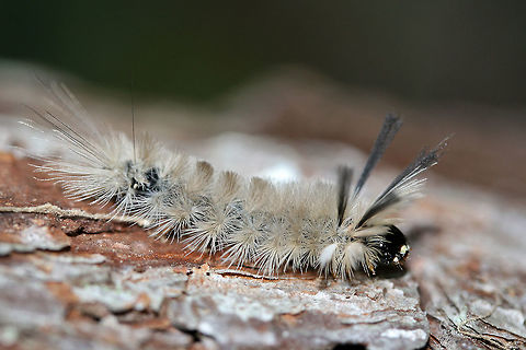 Banded Tussock Moth larva (Halysidota tessellaris) White to gray Erebid caterpillar with long setae arranged in tufts. Prominent black and white lashes are present at front and rear of caterpillar. Exhibited interest in my flashlight and proceeded to follow the light source. Halysidota tessellaris caterpillars acquire alkaloids from host plants which are used as a defense. When hollow, urticating hairs are touched, defensive alkaloids are released from gland cells. Touching these hairs can result in hives, anaphylaxis, and (in some cases) even death.

Habitat:

Crawling on a stump surrounded by thick mulch near a clearing in a dense mixed hardwood forest. API,Geotagged,Halysidota tessellaris,Moth Week 2018,Summer,United States,lepidoptera,moth,moths