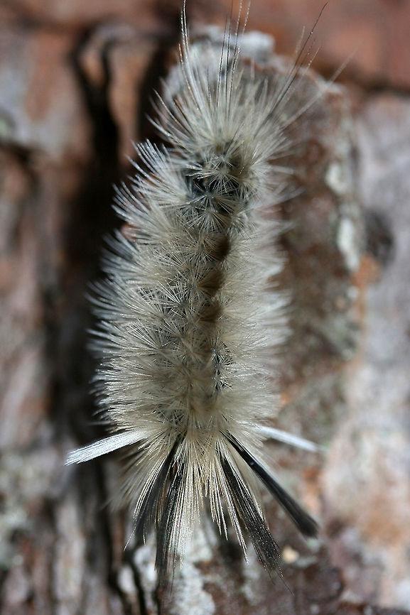 Banded Tussock Moth larva (Halysidota tessellaris) White to gray Erebid caterpillar with long setae arranged in tufts. Prominent black and white lashes are present at front and rear of caterpillar. Exhibited interest in my flashlight and proceeded to follow the light source. Halysidota tessellaris caterpillars acquire alkaloids from host plants which are used as a defense. When hollow, urticating hairs are touched, defensive alkaloids are released from gland cells. Touching these hairs can result in hives, anaphylaxis, and (in some cases) even death.<br />
<br />
Habitat:<br />
<br />
Crawling on a stump surrounded by thick mulch near a clearing in a dense mixed hardwood forest. API,Geotagged,Halysidota tessellaris,Summer,United States