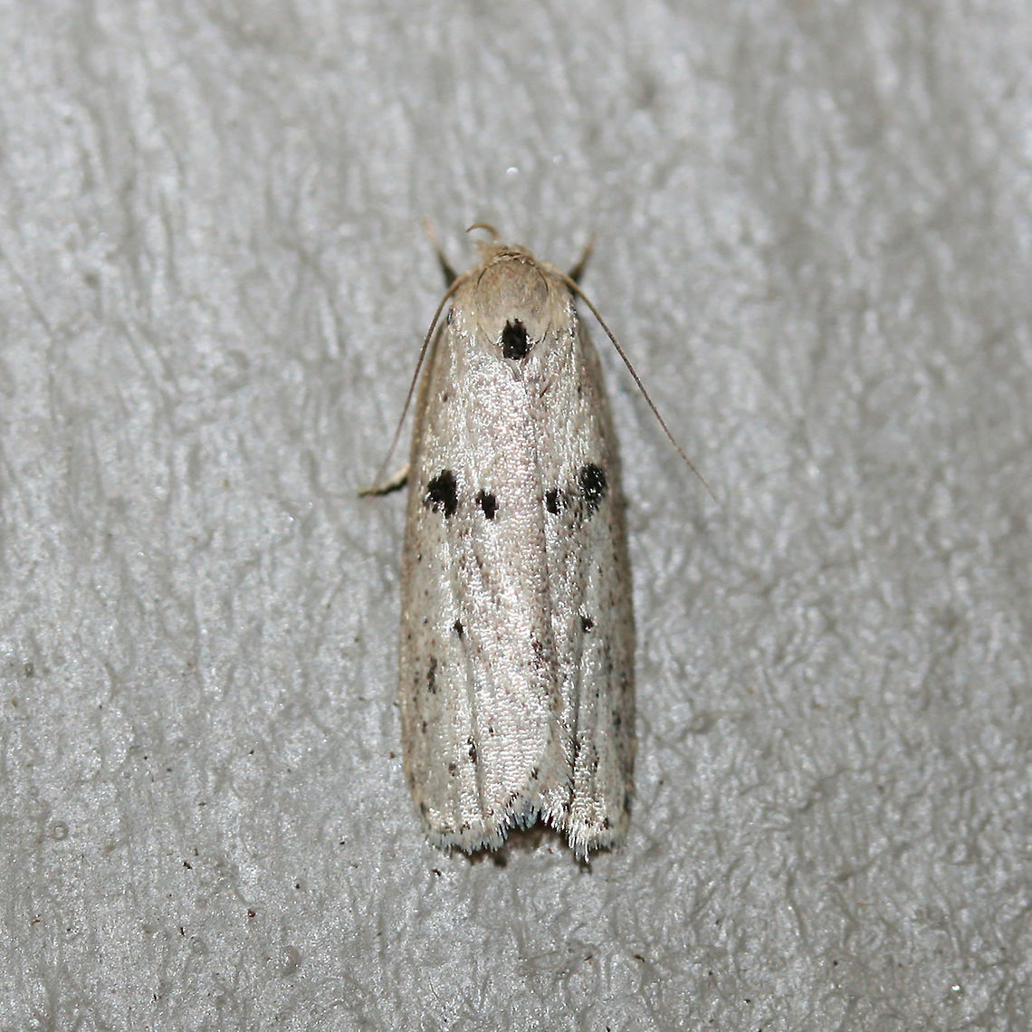 Scythropiodes issikii Small, white Depressariid moth with black spots on forewings. Scythropiodes issikii is native to Asia and Russia, but has been observed recently in Georgia and Virginia (USA). <br />
<br />
Habitat: <br />
<br />
At porch lights near front yard (open field). Surrounded by mixed hardwoods/loblolly pines. <br />
<figure class="photo"><a href="https://www.jungledragon.com/image/60112/scythropiodes_issikii.html" title="Scythropiodes issikii"><img src="https://s3.amazonaws.com/media.jungledragon.com/images/3231/60112_thumb.JPG?AWSAccessKeyId=05GMT0V3GWVNE7GGM1R2&Expires=1767225610&Signature=XDEt5TeAbOLT8wC%2FMAha%2BpBnaU8%3D" width="102" height="152" alt="Scythropiodes issikii Small, white Depressariid moth with black spots on forewings. Scythropiodes issikii is native to Asia and Russia, but has been observed recently in Georgia and Virginia (USA). <br />
<br />
Habitat: <br />
<br />
At porch lights near front yard (open field). Surrounded by mixed hardwoods/loblolly pines.<br />
https://www.jungledragon.com/image/60111/scythropiodes_issikii.html Geotagged,Odites issikii,Summer,United States,insect,insecta,lepidoptera,moth,moth week 2018" /></a></figure> Geotagged,Odites issikii,Summer,United States