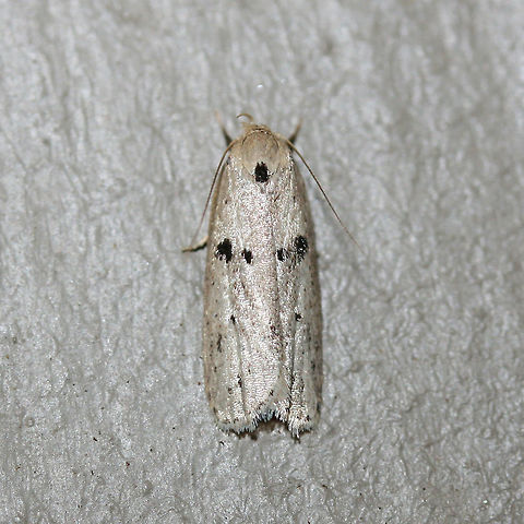 Scythropiodes issikii Small, white Depressariid moth with black spots on forewings. Scythropiodes issikii is native to Asia and Russia, but has been observed recently in Georgia and Virginia (USA). 

Habitat: 

At porch lights near front yard (open field). Surrounded by mixed hardwoods/loblolly pines. 
https://www.jungledragon.com/image/60112/scythropiodes_issikii.html Geotagged,Odites issikii,Summer,United States