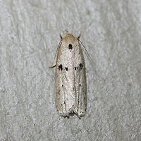 Scythropiodes issikii Small, white Depressariid moth with black spots on forewings. Scythropiodes issikii is native to Asia and Russia, but has been observed recently in Georgia and Virginia (USA). <br />
<br />
Habitat: <br />
<br />
At porch lights near front yard (open field). Surrounded by mixed hardwoods/loblolly pines. <br />
https://www.jungledragon.com/image/60112/scythropiodes_issikii.html Geotagged,Odites issikii,Summer,United States