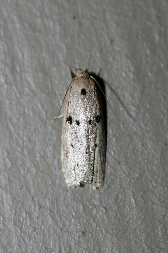 Scythropiodes issikii Small, white Depressariid moth with black spots on forewings. Scythropiodes issikii is native to Asia and Russia, but has been observed recently in Georgia and Virginia (USA). <br />
<br />
Habitat: <br />
<br />
At porch lights near front yard (open field). Surrounded by mixed hardwoods/loblolly pines.<br />
<figure class="photo"><a href="https://www.jungledragon.com/image/60111/scythropiodes_issikii.html" title="Scythropiodes issikii"><img src="https://s3.amazonaws.com/media.jungledragon.com/images/3231/60111_thumb.JPG?AWSAccessKeyId=05GMT0V3GWVNE7GGM1R2&Expires=1759968010&Signature=zYUHuC9xbHdJPHxt7cLM3Y%2F6%2FT4%3D" width="200" height="200" alt="Scythropiodes issikii Small, white Depressariid moth with black spots on forewings. Scythropiodes issikii is native to Asia and Russia, but has been observed recently in Georgia and Virginia (USA). <br />
<br />
Habitat: <br />
<br />
At porch lights near front yard (open field). Surrounded by mixed hardwoods/loblolly pines. <br />
https://www.jungledragon.com/image/60112/scythropiodes_issikii.html Geotagged,Odites issikii,Summer,United States" /></a></figure> Geotagged,Odites issikii,Summer,United States,insect,insecta,lepidoptera,moth,moth week 2018