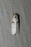 Scythropiodes issikii Small, white Depressariid moth with black spots on forewings. Scythropiodes issikii is native to Asia and Russia, but has been observed recently in Georgia and Virginia (USA). <br />
<br />
Habitat: <br />
<br />
At porch lights near front yard (open field). Surrounded by mixed hardwoods/loblolly pines.<br />
https://www.jungledragon.com/image/60111/scythropiodes_issikii.html Geotagged,Odites issikii,Summer,United States,insect,insecta,lepidoptera,moth,moth week 2018