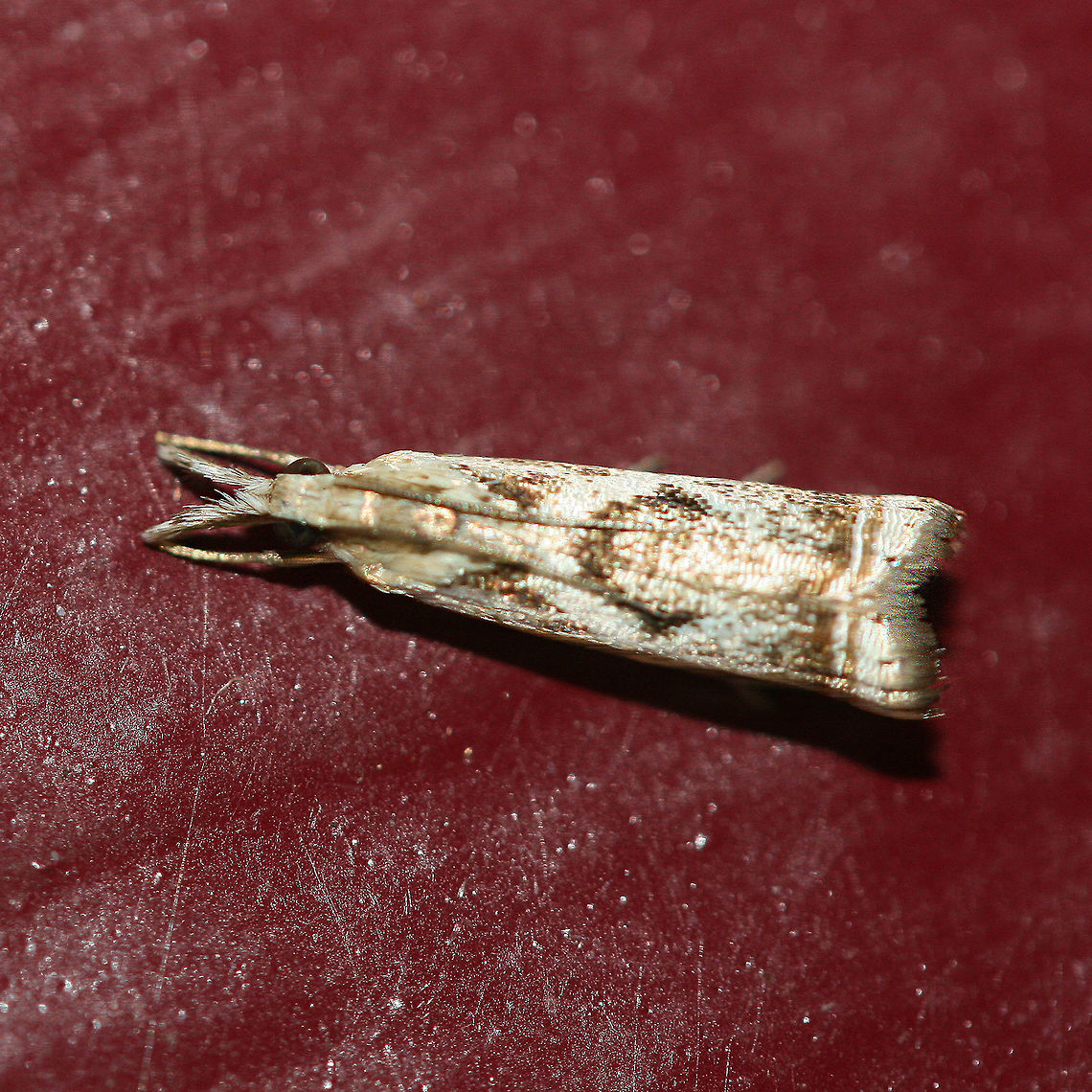 Elegant Grass-veneer - Microcrambus elegans At porch lights in Gordon County, GA, US. Elegant grass-veneer moth,Geotagged,Microcrambus elegans,Summer,United States,insect,insecta,lepidoptera,moth,moth week 2018