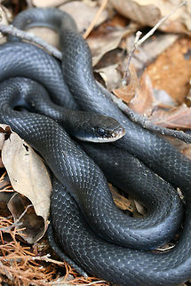 Northern Black Racer (Coluber constrictor constrictor) Resting near downed trees and a brush pile in a cleared area on a slope in a dense mixed hardwood/coniferous forest in NW Georgia (Gordon County), US. May 19, 2018.
https://www.jungledragon.com/image/60233/northern_black_racer_coluber_constrictor_constrictor.html Coluber constrictor#Subspecies,Geotagged,Spring,United States,black racer,coluber,coluber constrictor,coluber constrictor constrictor,constrictor,northern black racer,reptile,reptilia,snake
