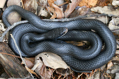 Northern Black Racer (Coluber constrictor constrictor) Resting near downed trees and a brush pile in a cleared area on a slope in a dense mixed hardwood/coniferous forest in NW Georgia (Gordon County), US. May 19, 2018.
https://www.jungledragon.com/image/60232/northern_black_racer_coluber_constrictor_constrictor.html Coluber constrictor#Subspecies,Geotagged,Spring,United States,constrictor