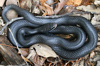 Northern Black Racer (Coluber constrictor constrictor) Resting near downed trees and a brush pile in a cleared area on a slope in a dense mixed hardwood/coniferous forest in NW Georgia (Gordon County), US. May 19, 2018.<br />
https://www.jungledragon.com/image/60232/northern_black_racer_coluber_constrictor_constrictor.html Coluber constrictor#Subspecies,Geotagged,Spring,United States,constrictor