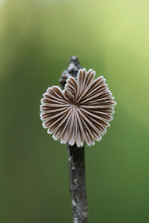 Split Gill fungus (Schizophyllum commune) Growing on a fallen branch/stick in a dense mixed hardwood/coniferous forest in NW Georgia.<br />
<br />
The common name was assigned to this fungus as its gills have a tendency to split when dessicated. Schizophyllum commune is a fungus that is widespread globally. It is found on every continent with the exception of Anarctica. It is known as a saprobic fungus but also has a history of causing mycosis in immunocompromised humans.  Geotagged,Schizophyllum commune,Spring,United States