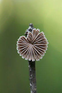 Split Gill fungus (Schizophyllum commune) Growing on a fallen branch/stick in a dense mixed hardwood/coniferous forest in NW Georgia.

The common name was assigned to this fungus as its gills have a tendency to split when dessicated. Schizophyllum commune is a fungus that is widespread globally. It is found on every continent with the exception of Anarctica. It is known as a saprobic fungus but also has a history of causing mycosis in immunocompromised humans.  Geotagged,Schizophyllum commune,Spring,United States
