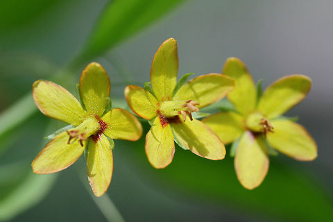 Whorled Loosestrife (Lysimachia quadrifolia) NATIVE. In a valley in a dense mixed hardwood/coniferous forest in NW Georgia (Gordon County), US.
https://www.jungledragon.com/image/60325/whorled_loosestrife_lysimachia_quadrifolia.html
https://www.jungledragon.com/image/60326/whorled_loosestrife_lysimachia_quadrifolia.html Geotagged,Lysimachia quadrifolia,Spring,United States
