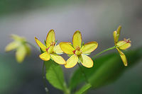 Whorled Loosestrife (Lysimachia quadrifolia) NATIVE. In a valley in a dense mixed hardwood/coniferous forest in NW Georgia (Gordon County), US.<br />
https://www.jungledragon.com/image/60324/whorled_loosestrife_lysimachia_quadrifolia.html<br />
https://www.jungledragon.com/image/60326/whorled_loosestrife_lysimachia_quadrifolia.html Geotagged,Lysimachia quadrifolia,Spring,United States