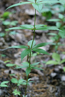 Whorled Loosestrife (Lysimachia quadrifolia) NATIVE. In a valley in a dense mixed hardwood/coniferous forest in NW Georgia (Gordon County), US.
https://www.jungledragon.com/image/60325/whorled_loosestrife_lysimachia_quadrifolia.html
https://www.jungledragon.com/image/60324/whorled_loosestrife_lysimachia_quadrifolia.html Geotagged,Lysimachia quadrifolia,Spring,United States