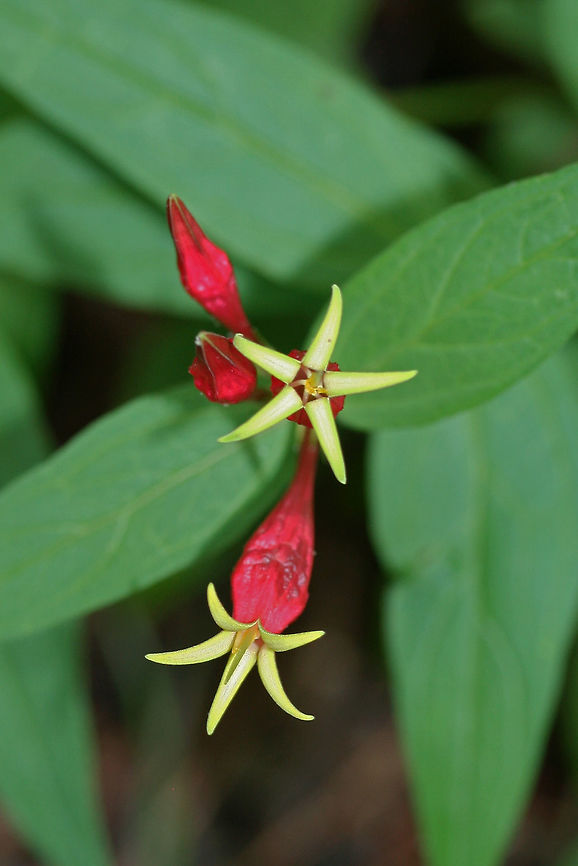 Indian Pink (Spigelia marilandica) NATIVE. Growing at the edge of a dense mixed hardwood/coniferous forest in NW Georgia (Gordon County), US.<br />
<figure class="photo"><a href="https://www.jungledragon.com/image/60354/indian_pink_spigelia_marilandica.html" title="Indian Pink (Spigelia marilandica)"><img src="https://s3.amazonaws.com/media.jungledragon.com/images/3231/60354_thumb.JPG?AWSAccessKeyId=05GMT0V3GWVNE7GGM1R2&Expires=1763596810&Signature=QccXszyWSdmCMuOmzHaKQxtG%2B64%3D" width="200" height="134" alt="Indian Pink (Spigelia marilandica) NATIVE. Growing at the edge of a dense mixed hardwood/coniferous forest in NW Georgia (Gordon County), US.<br />
https://www.jungledragon.com/image/60353/indian_pink_spigelia_marilandica.html<br />
https://www.jungledragon.com/image/60355/indian_pink_spigelia_marilandica.html Geotagged,Spigelia marilandica,Spring,United States,Woodland pinkroot" /></a></figure><br />
<figure class="photo"><a href="https://www.jungledragon.com/image/60355/indian_pink_spigelia_marilandica.html" title="Indian Pink (Spigelia marilandica)"><img src="https://s3.amazonaws.com/media.jungledragon.com/images/3231/60355_thumb.JPG?AWSAccessKeyId=05GMT0V3GWVNE7GGM1R2&Expires=1763596810&Signature=LVrN7WX%2Byam8AQbJwJy%2FgKLfAE8%3D" width="200" height="134" alt="Indian Pink (Spigelia marilandica) NATIVE. Growing at the edge of a dense mixed hardwood/coniferous forest in NW Georgia (Gordon County), US.<br />
https://www.jungledragon.com/image/60354/indian_pink_spigelia_marilandica.html<br />
https://www.jungledragon.com/image/60354/indian_pink_spigelia_marilandica.html Geotagged,Spigelia marilandica,Spring,United States,Woodland pinkroot" /></a></figure> Geotagged,Spigelia marilandica,Spring,United States,Woodland pinkroot