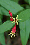 Indian Pink (Spigelia marilandica) NATIVE. Growing at the edge of a dense mixed hardwood/coniferous forest in NW Georgia (Gordon County), US.<br />
https://www.jungledragon.com/image/60354/indian_pink_spigelia_marilandica.html<br />
https://www.jungledragon.com/image/60355/indian_pink_spigelia_marilandica.html Geotagged,Spigelia marilandica,Spring,United States,Woodland pinkroot