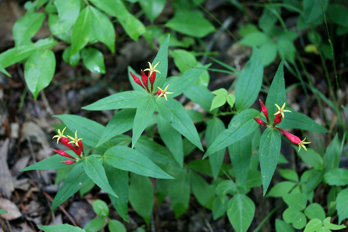 Indian Pink (Spigelia marilandica) NATIVE. Growing at the edge of a dense mixed hardwood/coniferous forest in NW Georgia (Gordon County), US.<br />
<figure class="photo"><a href="https://www.jungledragon.com/image/60353/indian_pink_spigelia_marilandica.html" title="Indian Pink (Spigelia marilandica)"><img src="https://s3.amazonaws.com/media.jungledragon.com/images/3231/60353_thumb.JPG?AWSAccessKeyId=05GMT0V3GWVNE7GGM1R2&Expires=1759968010&Signature=FPwm6h32L7Z6LEN49GonCO%2BOiIE%3D" width="102" height="152" alt="Indian Pink (Spigelia marilandica) NATIVE. Growing at the edge of a dense mixed hardwood/coniferous forest in NW Georgia (Gordon County), US.<br />
https://www.jungledragon.com/image/60354/indian_pink_spigelia_marilandica.html<br />
https://www.jungledragon.com/image/60355/indian_pink_spigelia_marilandica.html Geotagged,Spigelia marilandica,Spring,United States,Woodland pinkroot" /></a></figure><br />
<figure class="photo"><a href="https://www.jungledragon.com/image/60355/indian_pink_spigelia_marilandica.html" title="Indian Pink (Spigelia marilandica)"><img src="https://s3.amazonaws.com/media.jungledragon.com/images/3231/60355_thumb.JPG?AWSAccessKeyId=05GMT0V3GWVNE7GGM1R2&Expires=1759968010&Signature=iC2E8xjM5qzOWayBnv2jtevPASc%3D" width="200" height="134" alt="Indian Pink (Spigelia marilandica) NATIVE. Growing at the edge of a dense mixed hardwood/coniferous forest in NW Georgia (Gordon County), US.<br />
https://www.jungledragon.com/image/60354/indian_pink_spigelia_marilandica.html<br />
https://www.jungledragon.com/image/60354/indian_pink_spigelia_marilandica.html Geotagged,Spigelia marilandica,Spring,United States,Woodland pinkroot" /></a></figure> Geotagged,Spigelia marilandica,Spring,United States,Woodland pinkroot