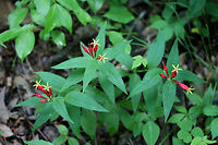 Indian Pink (Spigelia marilandica) NATIVE. Growing at the edge of a dense mixed hardwood/coniferous forest in NW Georgia (Gordon County), US.<br />
https://www.jungledragon.com/image/60353/indian_pink_spigelia_marilandica.html<br />
https://www.jungledragon.com/image/60355/indian_pink_spigelia_marilandica.html Geotagged,Spigelia marilandica,Spring,United States,Woodland pinkroot