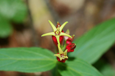 Indian Pink (Spigelia marilandica) NATIVE. Growing at the edge of a dense mixed hardwood/coniferous forest in NW Georgia (Gordon County), US.
https://www.jungledragon.com/image/60354/indian_pink_spigelia_marilandica.html
https://www.jungledragon.com/image/60354/indian_pink_spigelia_marilandica.html Geotagged,Spigelia marilandica,Spring,United States,Woodland pinkroot