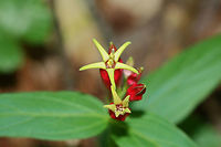 Indian Pink (Spigelia marilandica) NATIVE. Growing at the edge of a dense mixed hardwood/coniferous forest in NW Georgia (Gordon County), US.<br />
https://www.jungledragon.com/image/60354/indian_pink_spigelia_marilandica.html<br />
https://www.jungledragon.com/image/60354/indian_pink_spigelia_marilandica.html Geotagged,Spigelia marilandica,Spring,United States,Woodland pinkroot