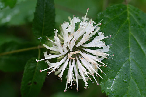 Southern Appalachian Beebalm (Monarda austroappalachiana) NATIVE. Growing on hillsides near a clearing/dirt road at the edge of a dense mixed hardwood/coniferous forest in NW Georgia (Gordon County), US. May 20, 2018. Basil beebalm,Geotagged,Monarda austroappalachiana,Monarda clinopodioides,Southern Appalachian Beebalm,Spring,United States