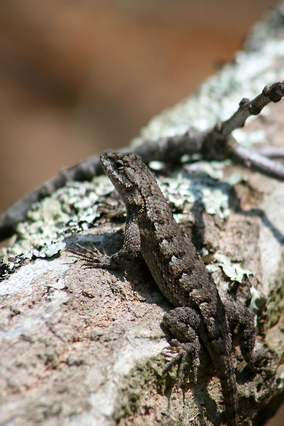 Eastern Fence Lizard (Sceloporus undulatus) At the top of a ridge, sunning on a fallen oak tree. Near a dense mixed hardwood/coniferous forest in NW Georgia (Gordon County), US. Eastern fence lizard,Geotagged,Sceloporus undulatus,Spring,United States