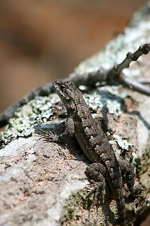 Eastern Fence Lizard (Sceloporus undulatus) At the top of a ridge, sunning on a fallen oak tree. Near a dense mixed hardwood/coniferous forest in NW Georgia (Gordon County), US. Eastern fence lizard,Geotagged,Sceloporus undulatus,Spring,United States