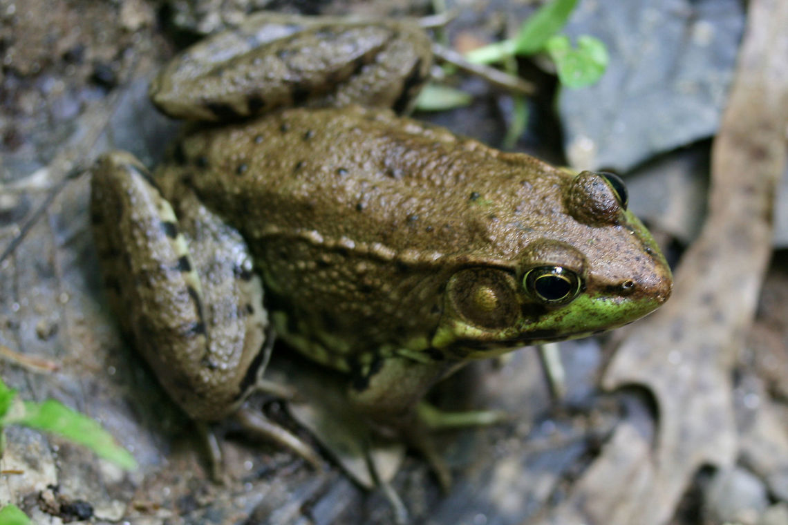Green Frog (Lithobates clamitans) Under a bridge trail in a dense forest by a lakeside in Cobb County, Georgia, US. Geotagged,Green frog,Lithobates clamitans,Spring,United States
